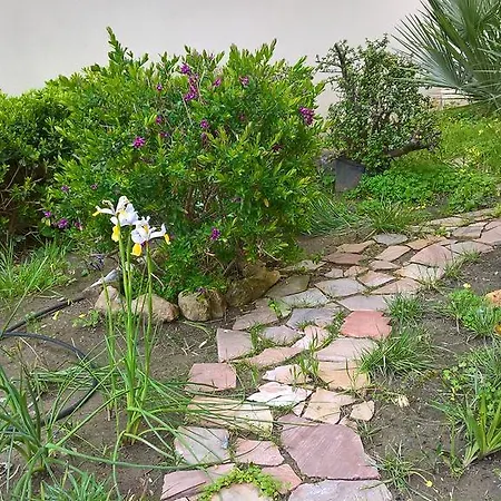 Tulipano Αλγκέρο