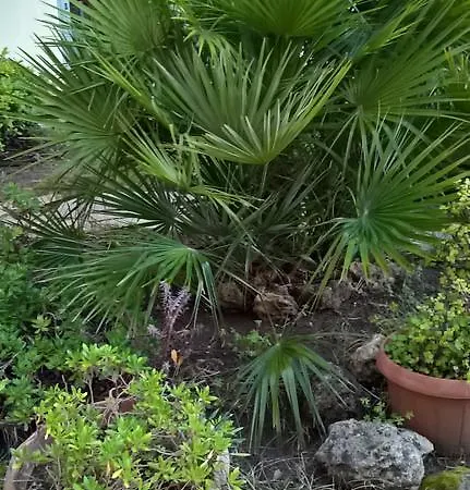 Tulipano *